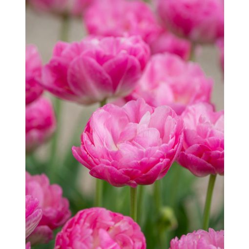 Tulipa Pinksize - Tulipán