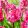 Tulipa-039Power-Parrot040