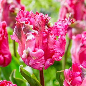 Tulipa-039Power-Parrot040