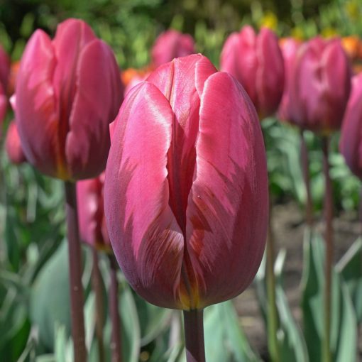 Tulipa Pretty Princess - Tulipán