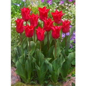 Tulipa Pretty Woman - Tulipán