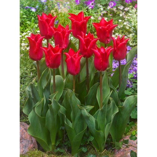 Tulipa Pretty Woman - Tulipán