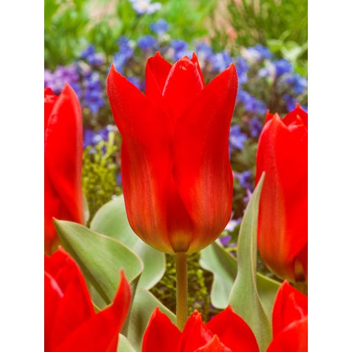 Tulipa Princeps - Tulipán