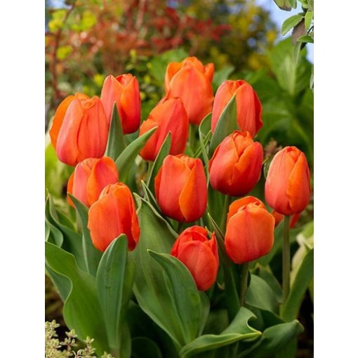 Tulipa Prins Willem Alexander - Tulipán