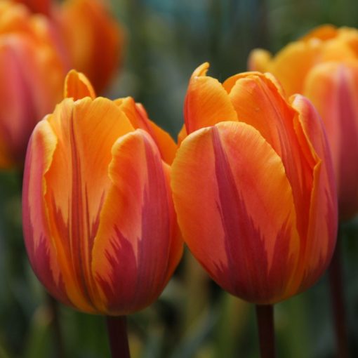 Tulipa Prinses Irene - Tulipán