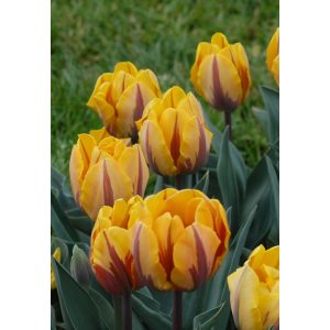 Tulipa Prinses Margiet - Tulipán