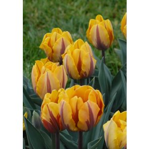Tulipa Prinses Margiet - Tulipán