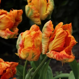Tulipa Professor Röntgen - Tulipán