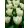 Tulipa Purissima - Tulipán