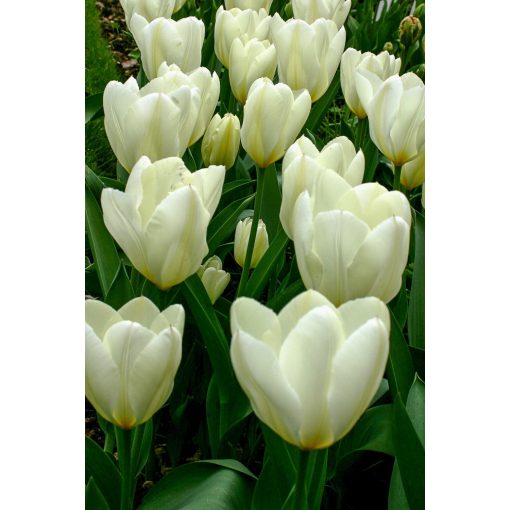 Tulipa Purissima - Tulipán