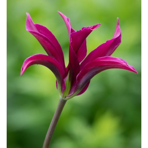 Tulipa Purple Doll - Tulipán