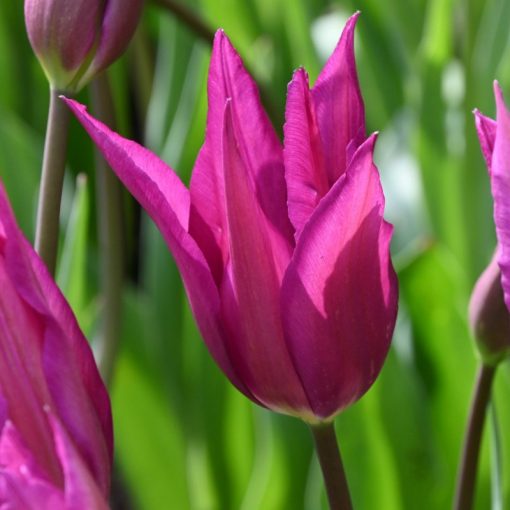 Tulipa Purple Dream - Tulipán
