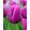 Tulipa Purple Flag - Tulipán