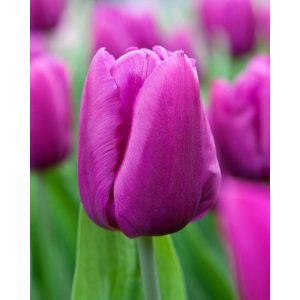 Tulipa Purple Flag - Tulipán
