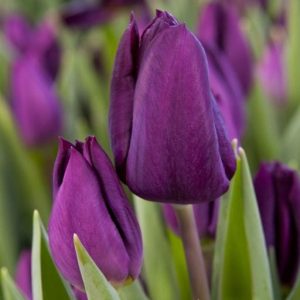 Tulipa Purple Lady - Tulipán