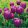 Tulipa Purple Pride - Tulipán
