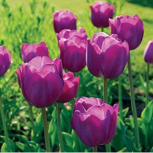 Tulipa Purple Pride - Tulipán