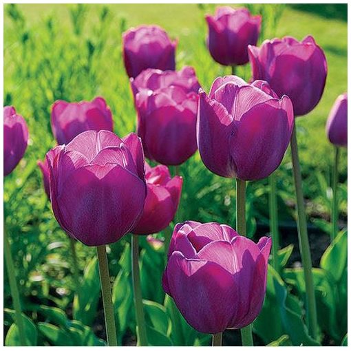 Tulipa Purple Pride - Tulipán