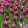 Tulipa Purple Prince - Tulipán