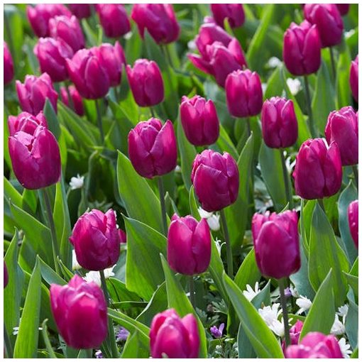 Tulipa Purple Prince - Tulipán