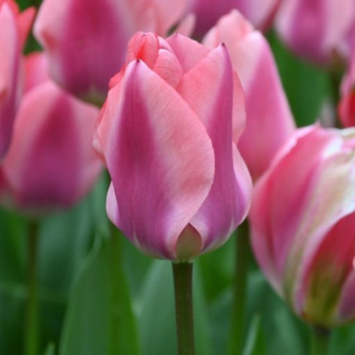Tulipa Purple Purissima - Tulipán