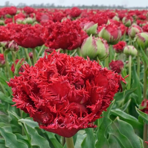 Tulipa Qatar - Tulipán