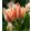 Tulipa Quebec - Tulipán