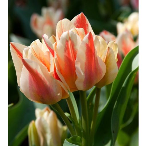 Tulipa Quebec - Tulipán