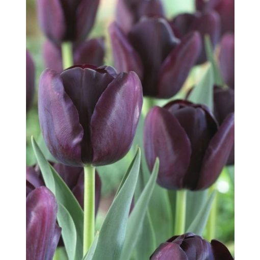 Tulipa Queen of Night - Tulipán