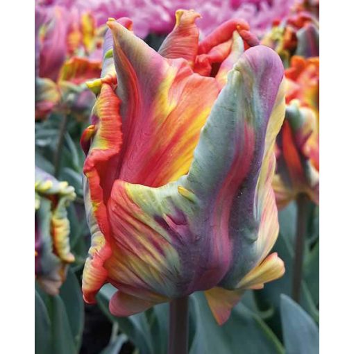 Tulipa Rasta Parrot - Tulipán