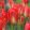Tulipa Red Alert - Tulipán