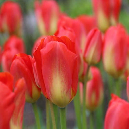 Tulipa Red Alert - Tulipán