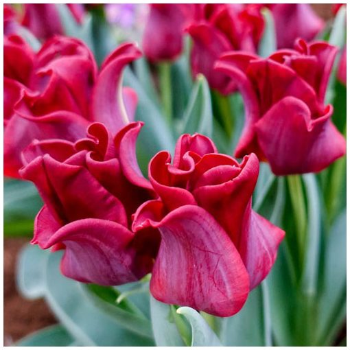 Tulipa Red Dress - Tulipán