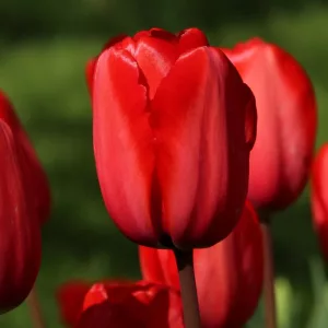 Tulipa Red Impression - Tulipán