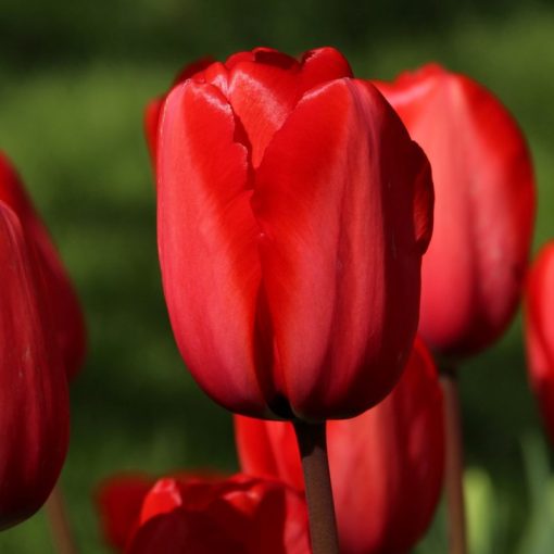 Tulipa Red Impression - Tulipán