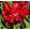 Tulipa Red Madonna - Tulipán