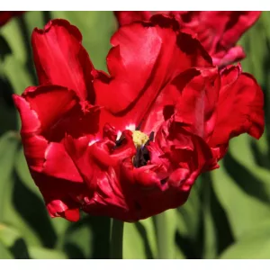 Tulipa Red Madonna - Tulipán
