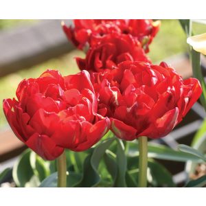 Tulipa Red Princess - Tulipán