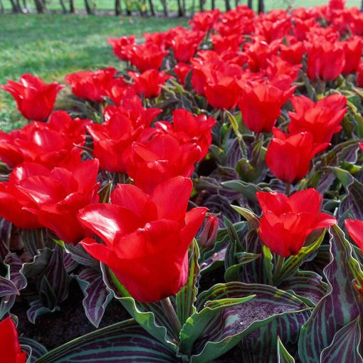 Tulipa Red Riding Hood - Tulipán