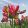 Tulipa Red Wave - Tulipán