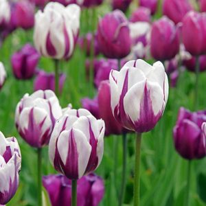 Tulipa Rems Favourite - Tulipán