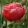 Tulipa Renown Unique - Tulipán