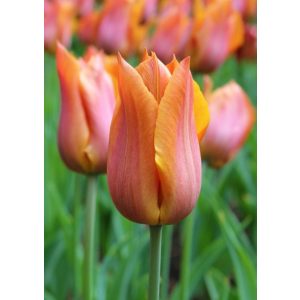 Tulipa Request - Tulipán