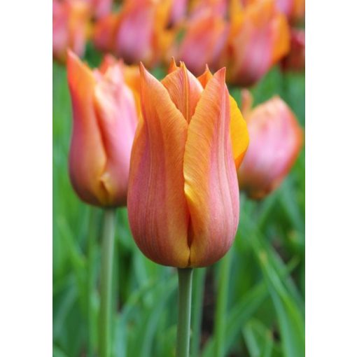Tulipa Request - Tulipán