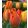 Tulipa Rhapsody of Smile - Tulipán