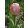 Tulipa Royal Pride - Tulipán