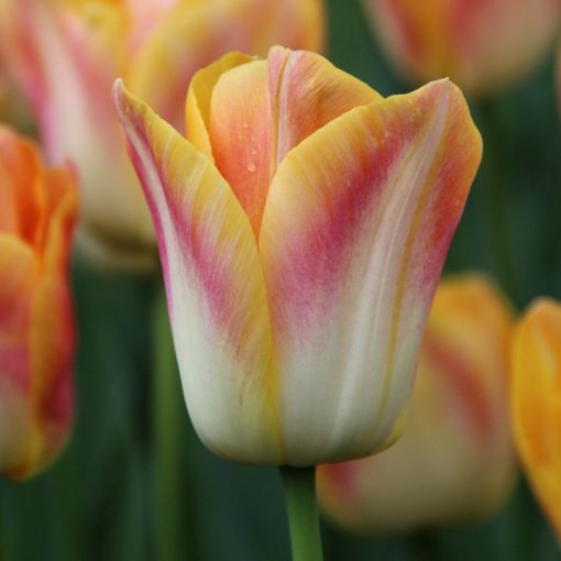 Tulipa Salmon Dynasty - Tulipán