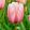 Tulipa Salmon Impression - Tulipán