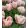 Tulipa Salmon van Eijk - Tulipán