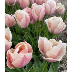 Tulipa Salmon van Eijk - Tulipán
